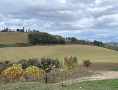 terreno agricolo in vendita a Montottone