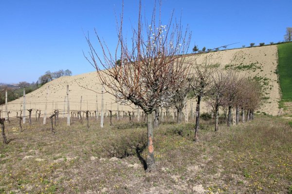 casa indipendente in vendita a Montottone