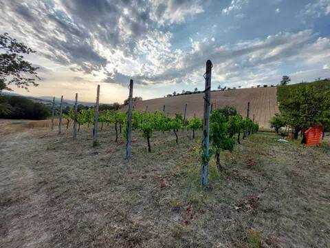 terreno agricolo in vendita a Montottone