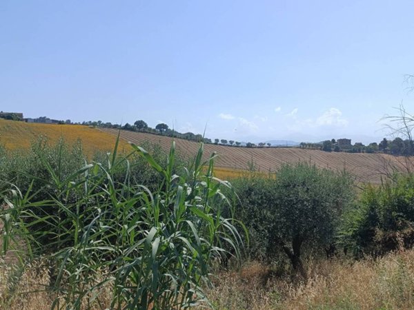 terreno agricolo in vendita a Petritoli