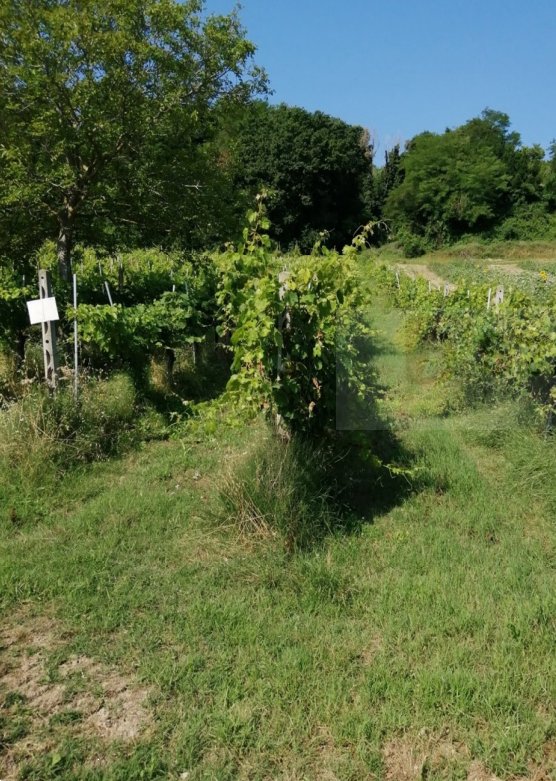 terreno agricolo in vendita a Petritoli