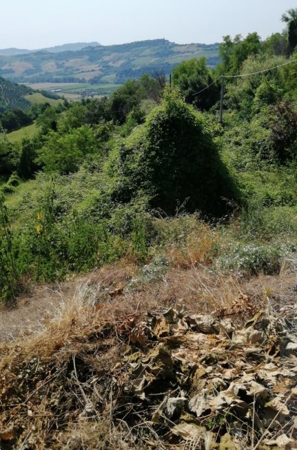 terreno agricolo in vendita a Petritoli