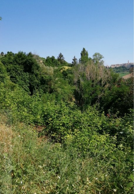 terreno agricolo in vendita a Petritoli