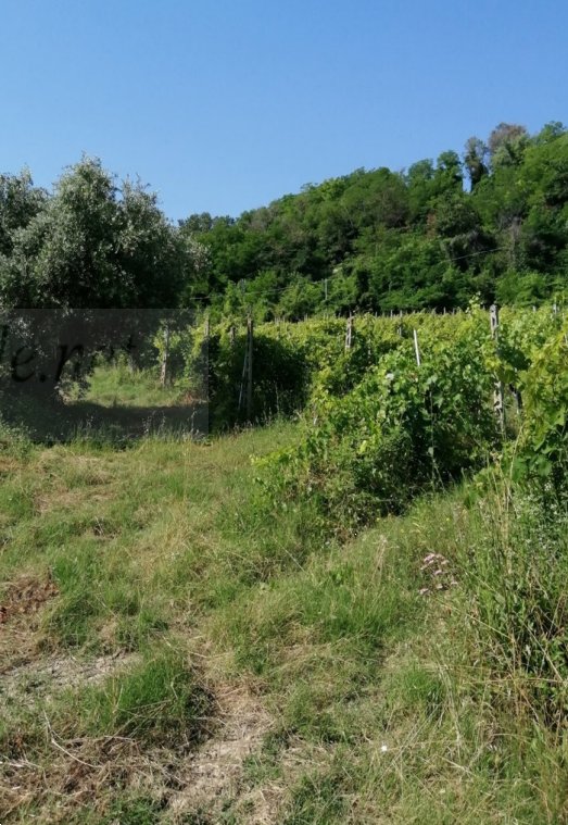 terreno agricolo in vendita a Petritoli