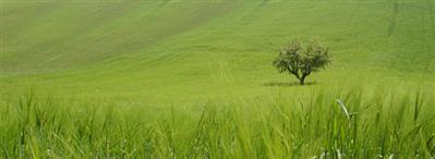 azienda agricola in vendita a Petritoli