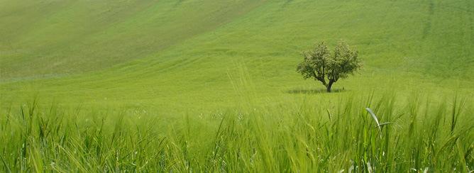 azienda agricola in vendita a Petritoli