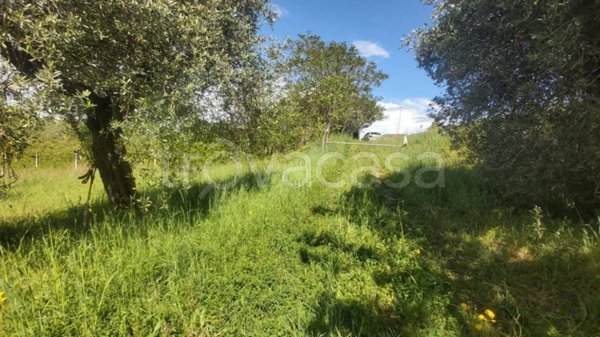 terreno agricolo in vendita a Porto Sant'Elpidio