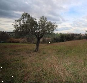 terreno agricolo in vendita a Porto Sant'Elpidio