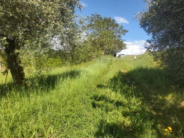 terreno agricolo in vendita a Porto Sant'Elpidio