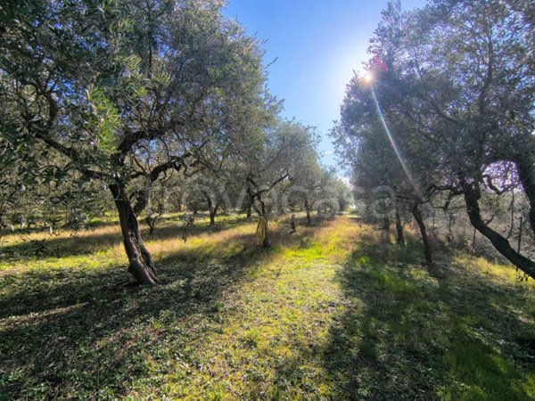 terreno agricolo in vendita a Porto Sant'Elpidio