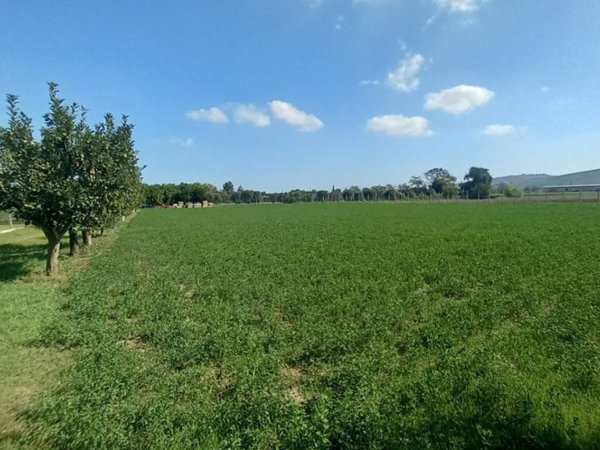 terreno agricolo in vendita a Sant'Elpidio a Mare in zona Cretarola