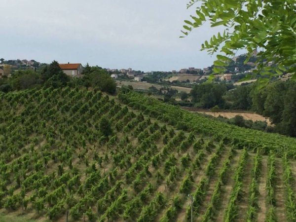 terreno agricolo in vendita a Sant'Elpidio a Mare