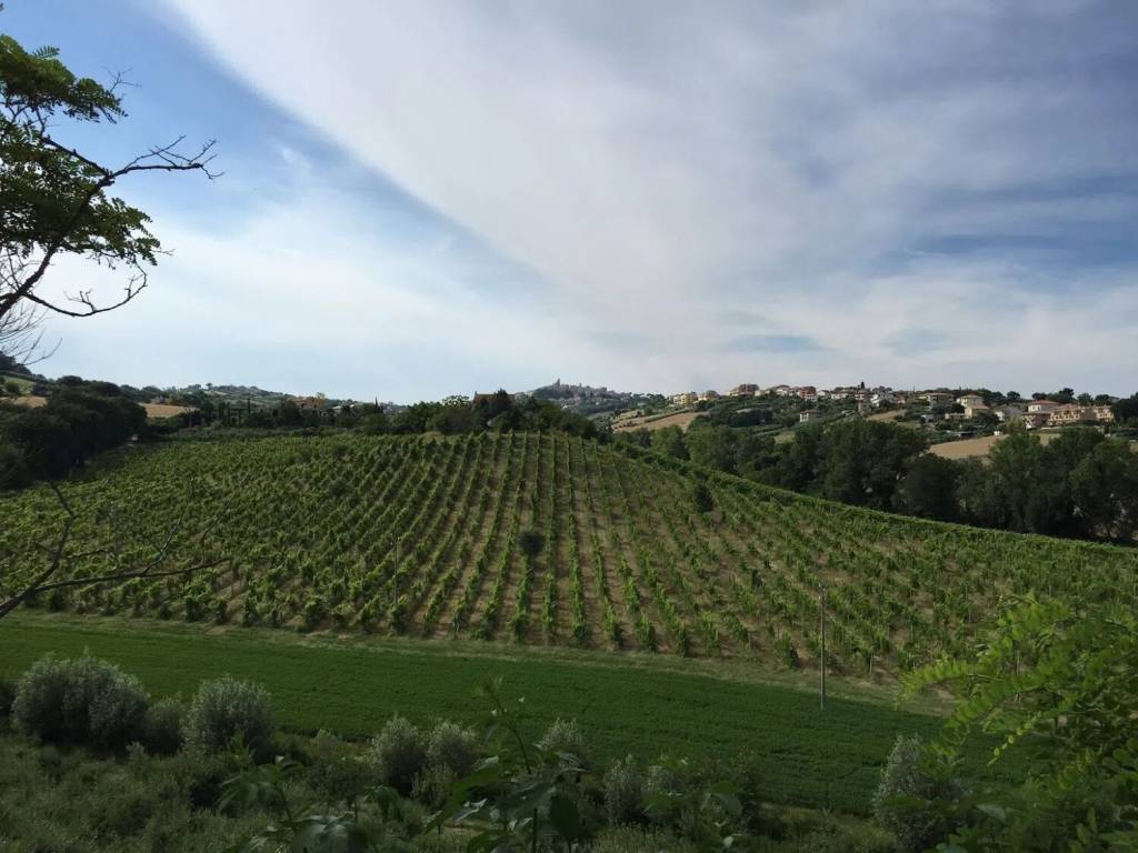 terreno agricolo in vendita a Sant'Elpidio a Mare