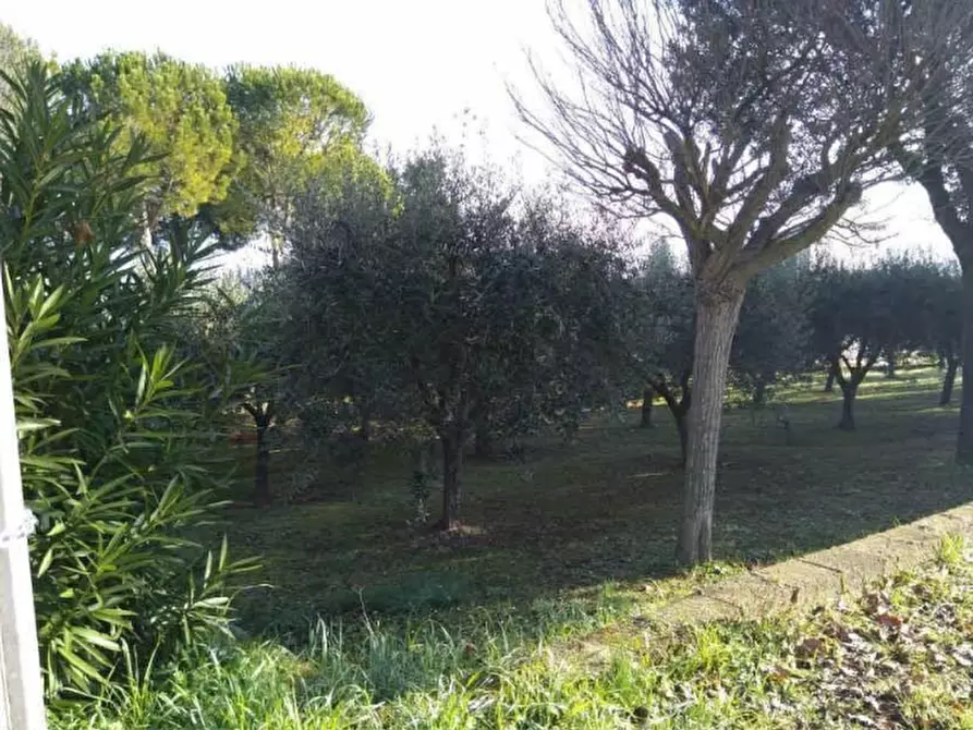 terreno agricolo in vendita a Sant'Elpidio a Mare