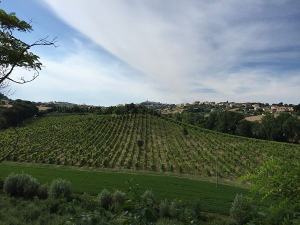 terreno agricolo in vendita a Sant'Elpidio a Mare