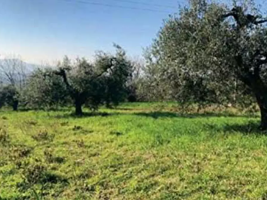 terreno agricolo in vendita a Sant'Elpidio a Mare