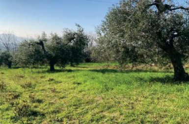terreno agricolo in vendita a Sant'Elpidio a Mare