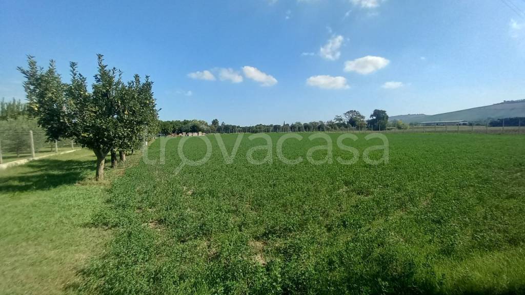 terreno agricolo in vendita a Sant'Elpidio a Mare in zona Cretarola