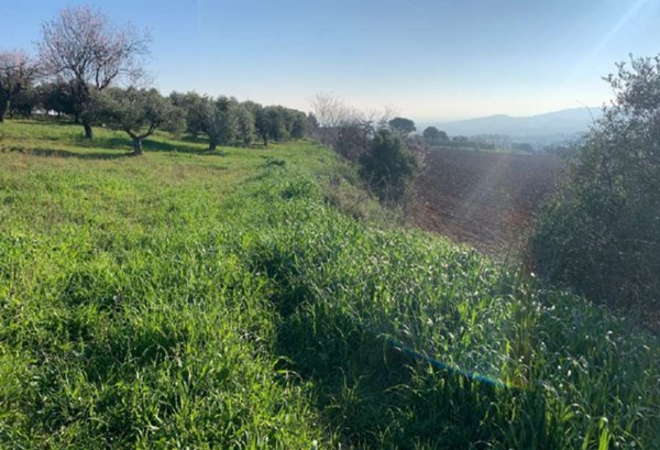 terreno agricolo in vendita a Sant'Elpidio a Mare