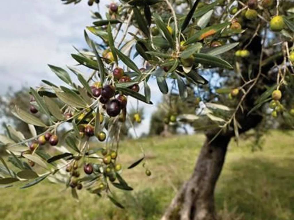 terreno agricolo in vendita ad Andria