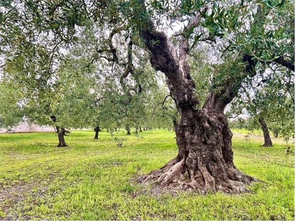 terreno agricolo in vendita ad Andria