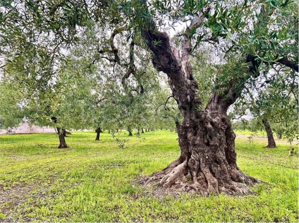 terreno agricolo in vendita ad Andria