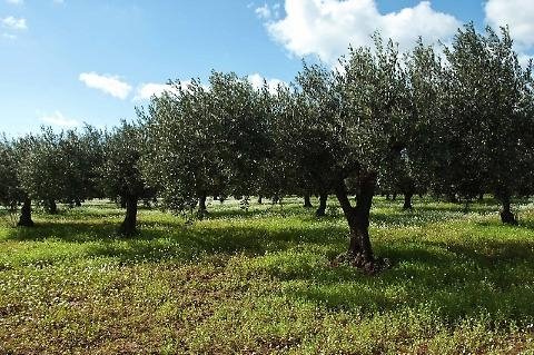 terreno agricolo in vendita ad Andria