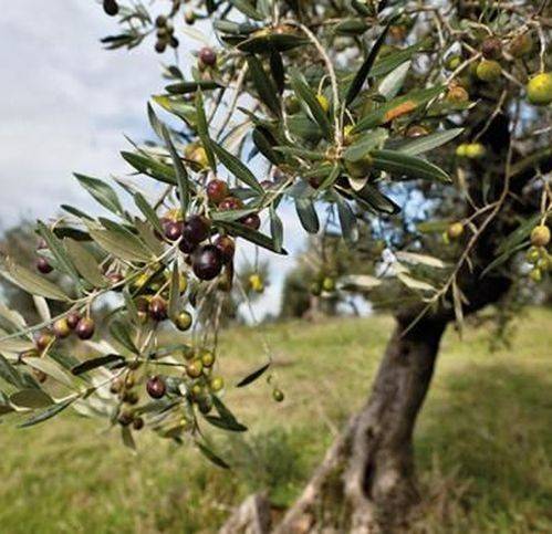 terreno agricolo in vendita ad Andria