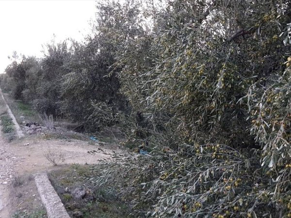 terreno agricolo in vendita ad Andria