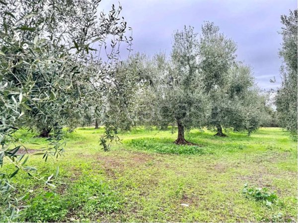 terreno agricolo in vendita ad Andria in zona Montegrosso