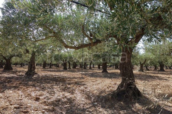 terreno agricolo in vendita ad Andria