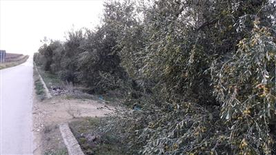 terreno agricolo in vendita a Barletta