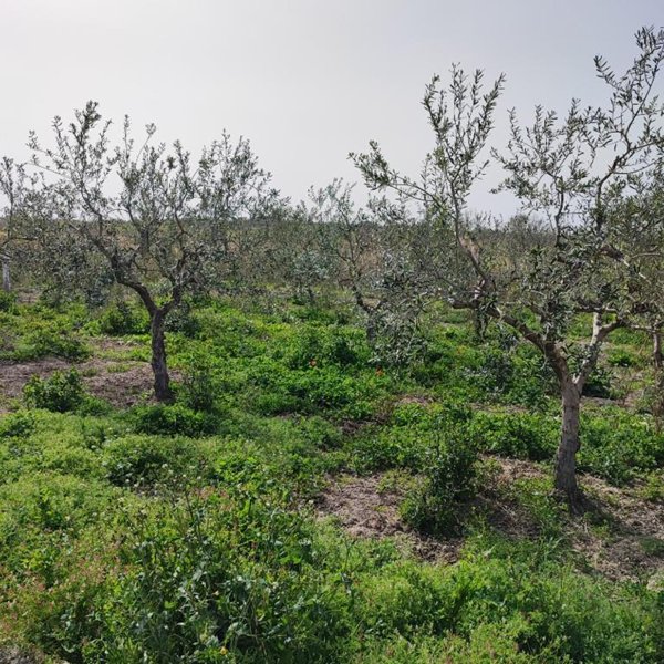 terreno agricolo in vendita a Barletta