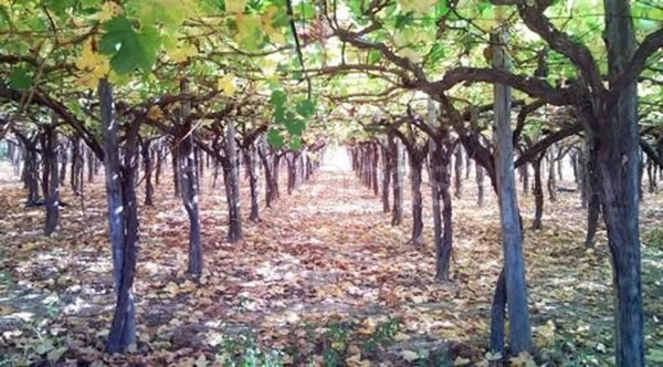 terreno agricolo in vendita a Barletta
