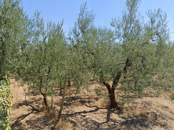 terreno agricolo in vendita a Barletta in zona Montaltino