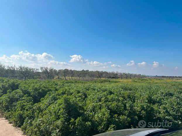 terreno agricolo in vendita a Barletta in zona Fiumara
