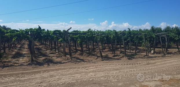 terreno agricolo in vendita a Barletta in zona Borgovilla
