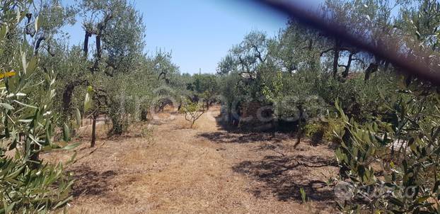 terreno agricolo in vendita a Barletta in zona Patalini