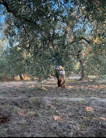 terreno agricolo in vendita a Barletta in zona Patalini