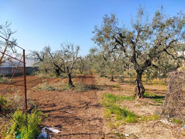terreno agricolo in vendita a Barletta in zona Montaltino