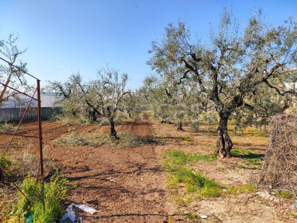 terreno agricolo in vendita a Barletta