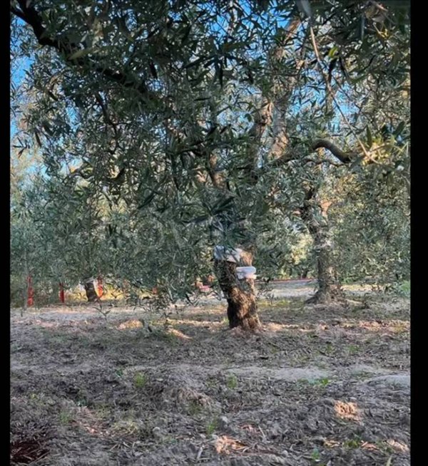 terreno agricolo in vendita a Barletta in zona Montaltino