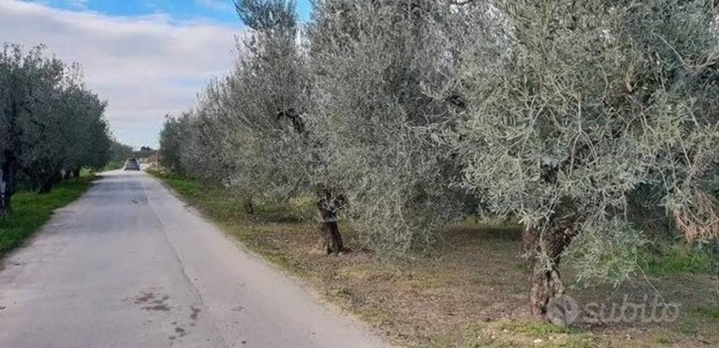terreno agricolo in vendita a Barletta in zona Montaltino