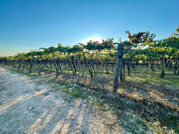 terreno agricolo in vendita a Barletta in zona Patalini