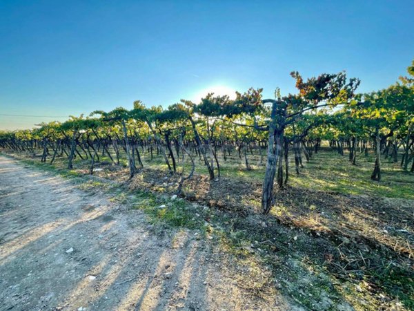 terreno agricolo in vendita a Barletta in zona Patalini