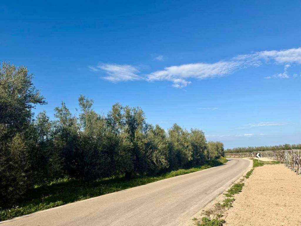 terreno agricolo in vendita a Barletta in zona Borgovilla