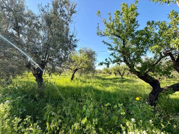 terreno agricolo in vendita a Barletta in zona Montaltino