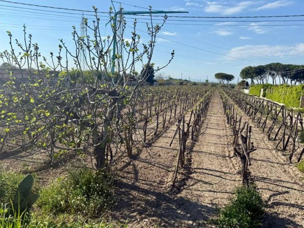 terreno agricolo in vendita a Barletta in zona Patalini