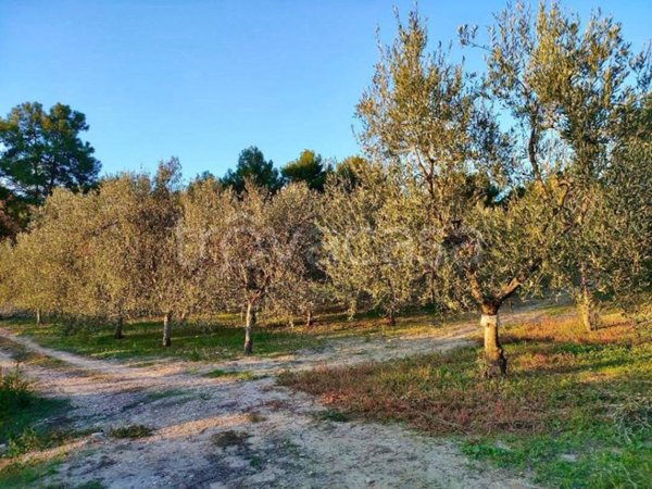 terreno agricolo in vendita a Barletta in zona Montaltino