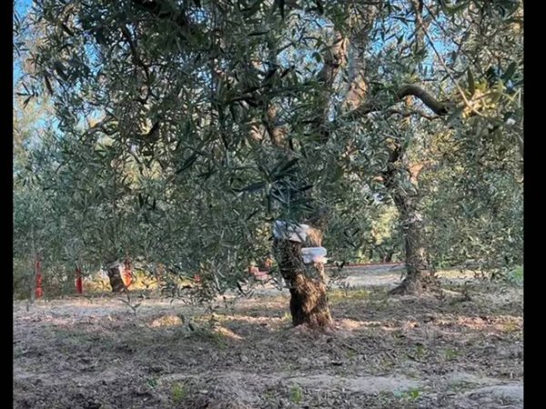 terreno agricolo in vendita a Barletta